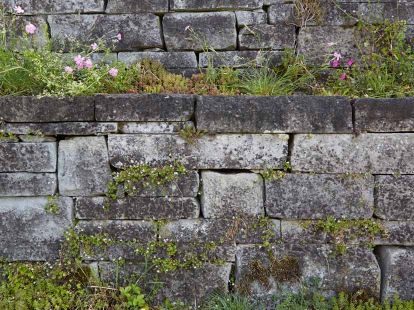 Terrassierte Trockenmauer aus Sandstein, spontan bewachsen mit Zymbelkraut und Mauerpfeffer